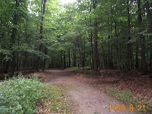 Wald