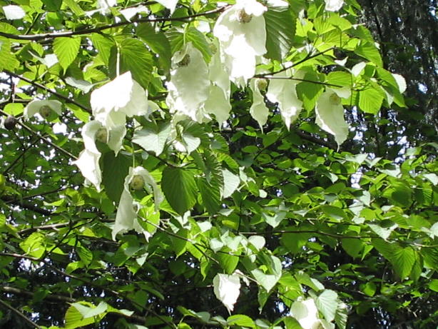 VT05017A.JPG (90523 Byte)